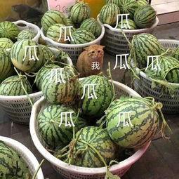 吃瓜娱乐头像高清,高清吃瓜娱乐头像，带你领略潮流风采  第1张